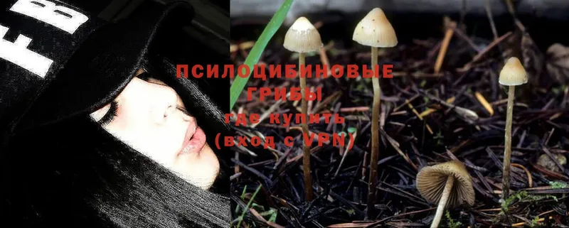 Псилоцибиновые грибы Psilocybine cubensis  Приморско-Ахтарск 